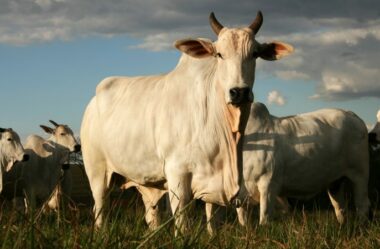 Como preparar a fazenda para investir em melhoramento genético?