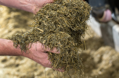 Como garantir uma boa silagem para seu rebanho?